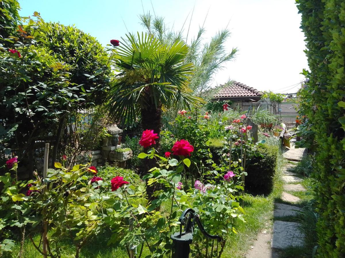 Amazonka * Varna