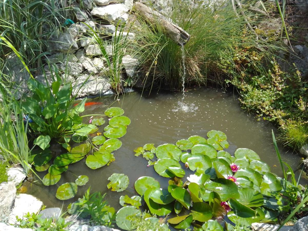 Guest house Amazonia Varna